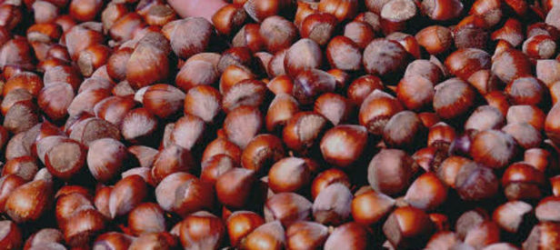 Yeşil altın harmana indi