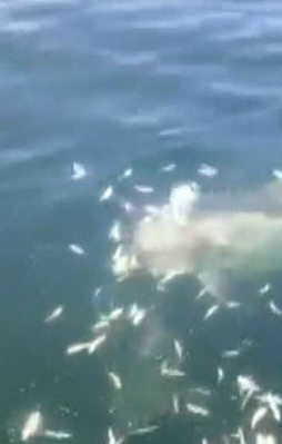 İşte denizlerde görmek istenilen hareketler