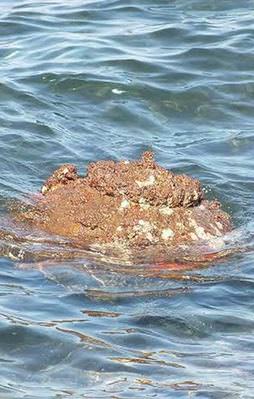 İzmir kıyılarına vuran esrarengiz mayın