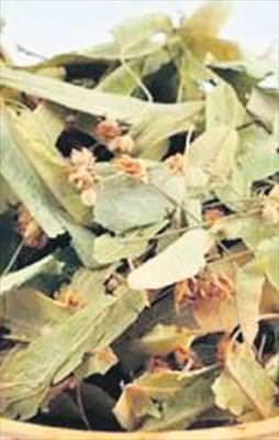 Altın gibi ıhlamur!