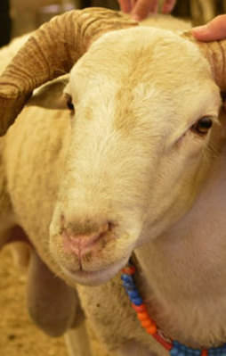 Kurbanlık hayvanlar el yakıyor