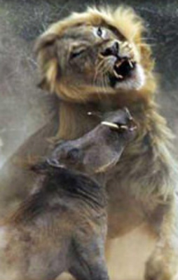 İki ezeli düşmanın ölümüne kapışması!