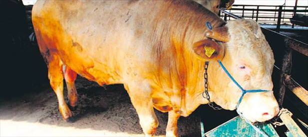 Araba fiyatına kurbanlık