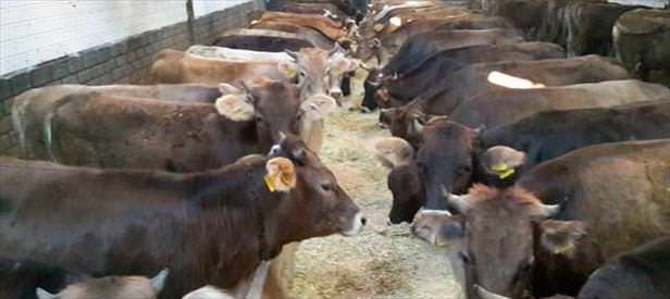 Sahibinden satılık e-tosun!