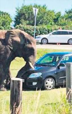 Dayak yiyen fil araçları ezdi