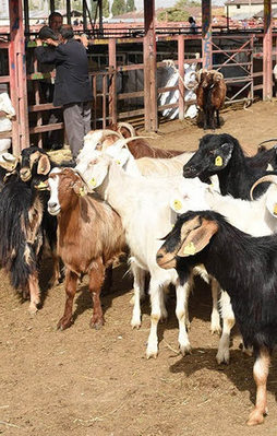 Kurbana terör darbesi