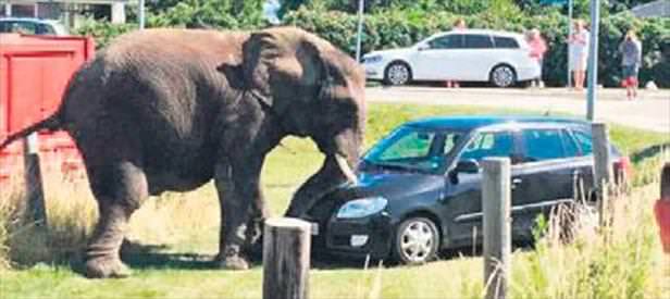 Dayak yiyen fil araçları ezdi