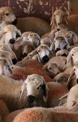 İşte illere göre kurbanlık fiyatları