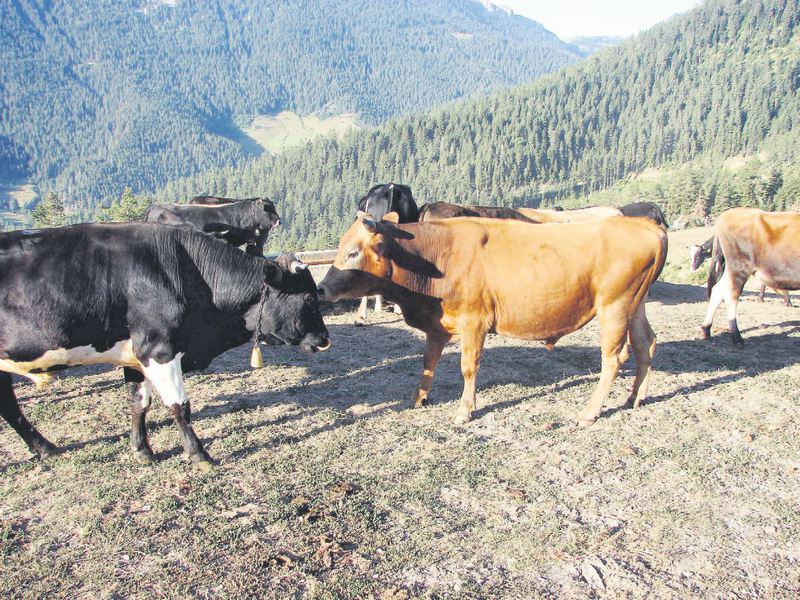 Vahşete kurban gitti