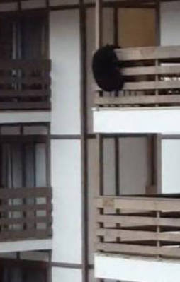 Aç kalan ayı bunu da yaptı!