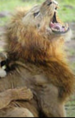 Dişiler erkek aslanı bakın ne hale getirdi!