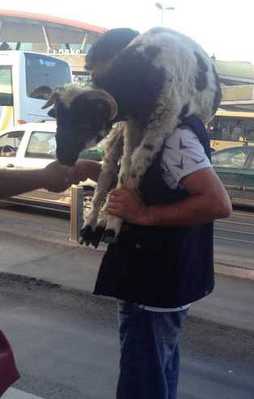 Kurbanlık koçun metrobüs yolculuğu