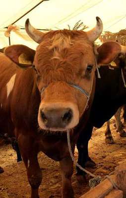 Satılamayan kurbanlıklar elde kalmayacak