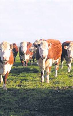 Kurbanlıklar elde kalmayacak