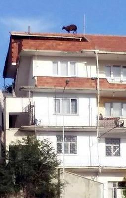 Kurbanlık koyun çatıya çıktı