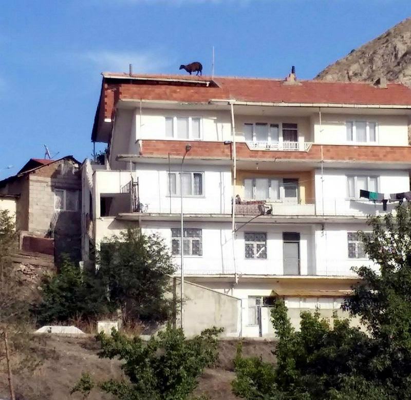 Kurbanlık koyun çatıya çıktı