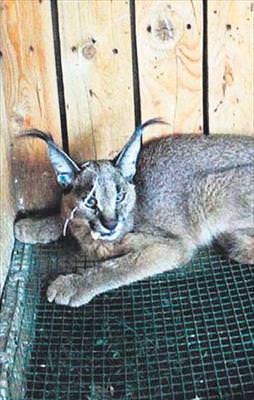 Hırsız karakulak yakalandı