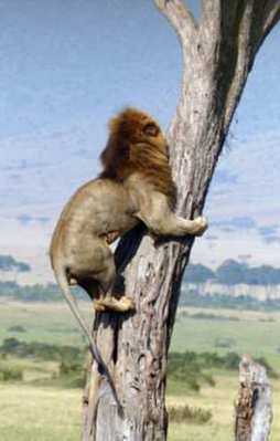 Ormanlar kralını böyle madara ettiler