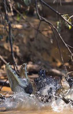 Timsahı öyle bir pusuya düşürdü ki...