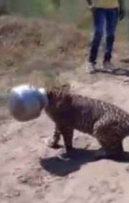 Susuz kalan leopar başını çömleğe sıkıştırdı