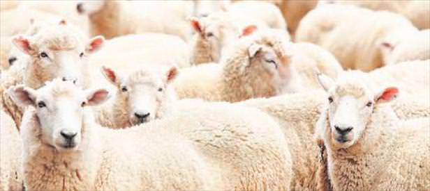 Kurbanlık satışı geçen yılı aştı