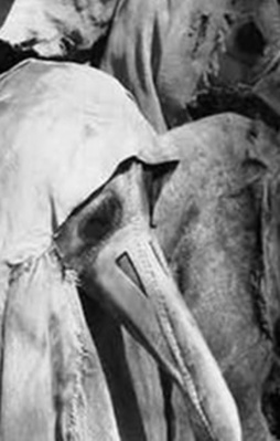 Gördükleri en son şey onların yüzleriydi