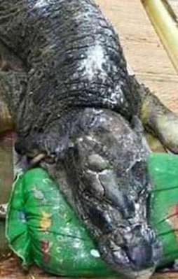 Görenleri şaşkına çeviren buzağı!