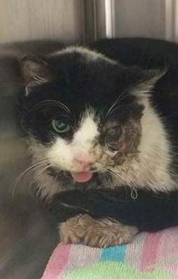 Zombi kedi görenleri şok etti!