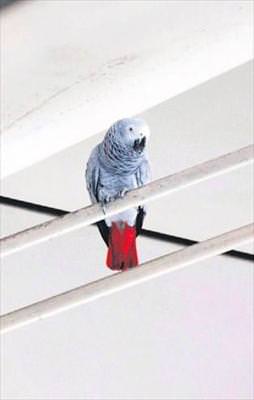 Kafesini görünce yakalandı