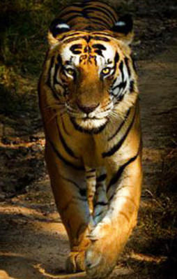 Kaplanın hayret içinde bırakan özelliği