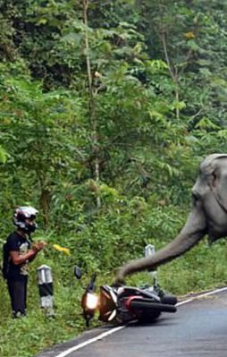 Filler saldırınca bakın ne yaptı