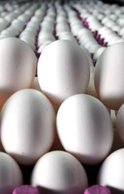 Yumurta fiyatlarında artış