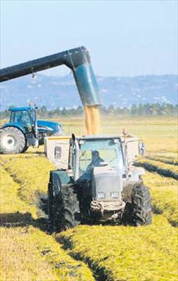 Çeltik Çeltik ölüm