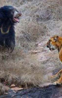 Ayı ile kaplanın inanılmaz ölüm savaşı