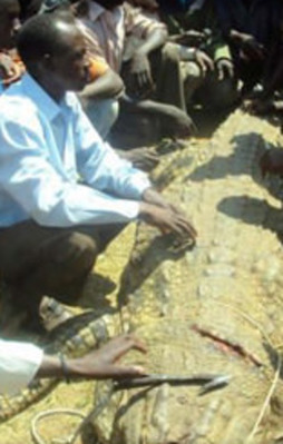 Dev timsahın midesinden çıkan kan dondurdu