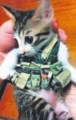 Kediler canlı bomba oldu