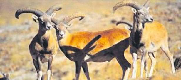 Yasak avlanmanın bedeli 14 bin TL