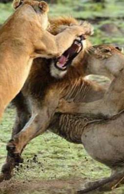 Aslan kralın karizması yerle bir oldu