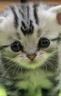 Bu kediye bakınca gözleriniz dolacak!