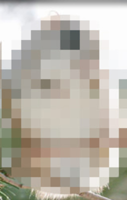 Onu hep çizgi filmlerde görürdük meğer gerçekmiş