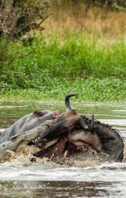 Hayatta kalmak için bakın nasıl mücadele etti