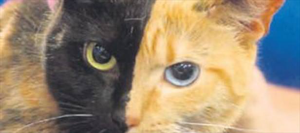 Yarı kaplan yarı panter