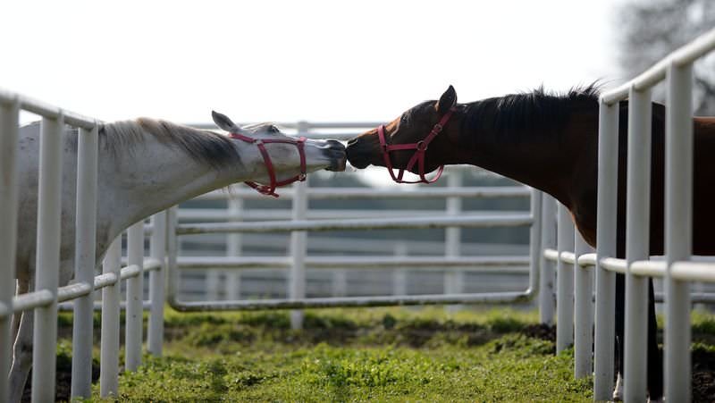 Kılıçdaroğlu da AA'nın oylamasına katıldı-4