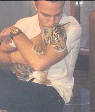 Persie'nin kaplan aşkı-1