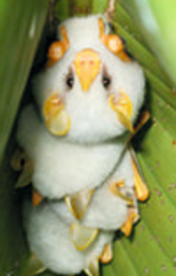 Hepsi birer pokemon gibi!