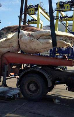 Görenler inanamadı! Türkiye'de karaya vurdu