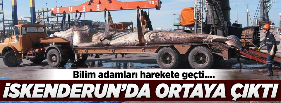 Görenler inanamadı! Türkiye’de karaya vurdu
