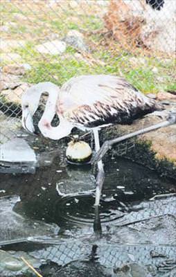 Yavru flamingoya bebek gibi bakım
