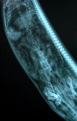 Dev piton adamı yuttu!