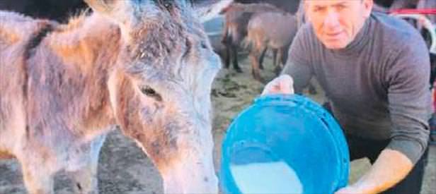 Türkiye'ye eşek sütü satıyor
